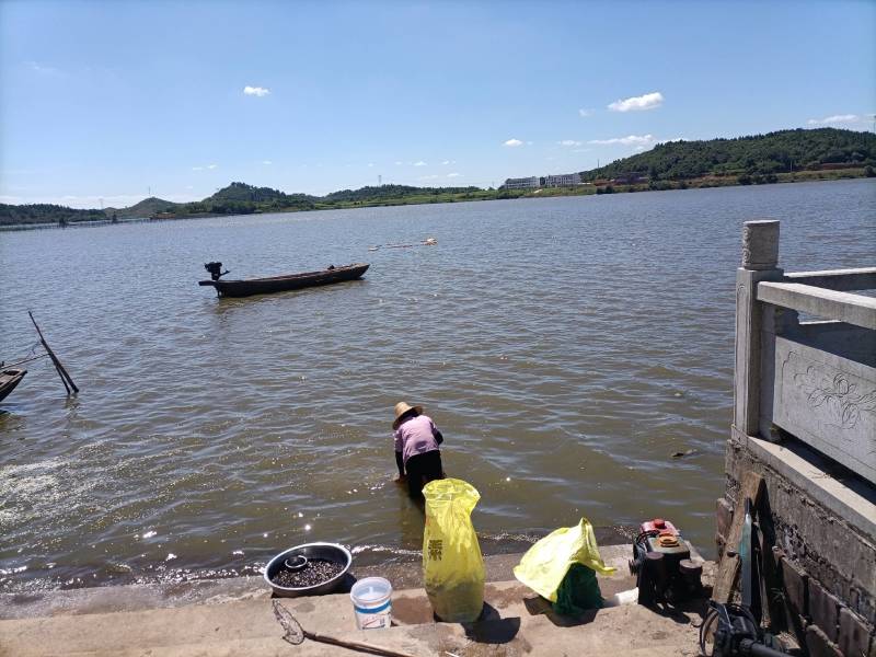 2025年余干大塘鄱阳湖特色本地生西瓜子