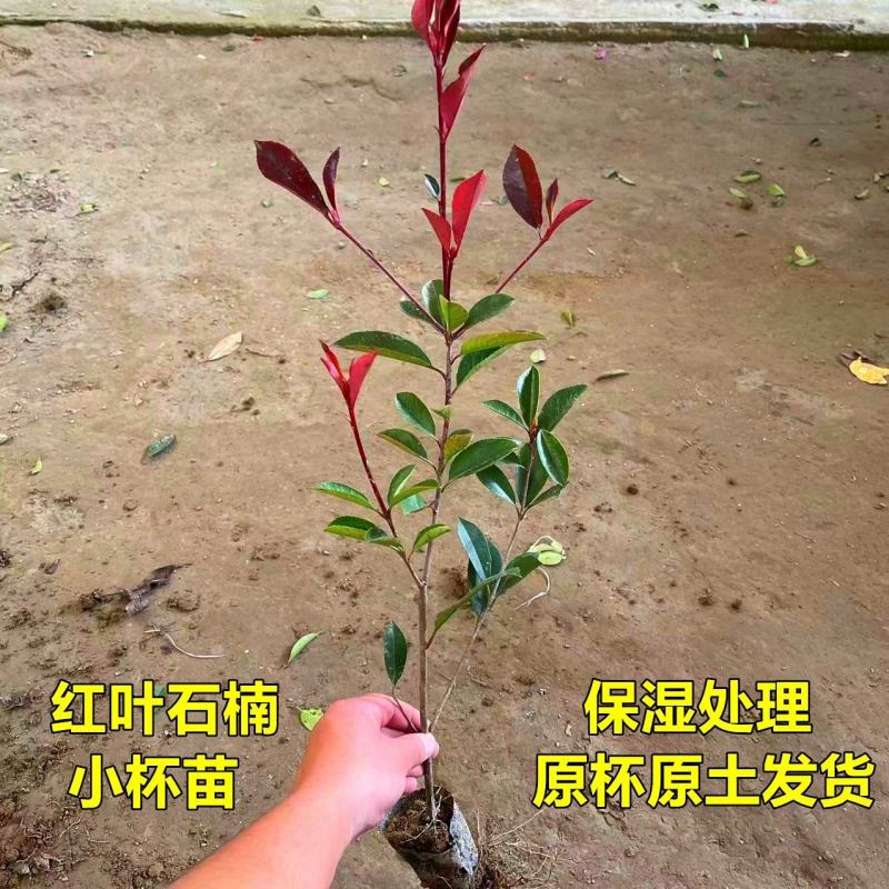 【推荐】红叶石楠苗大杯小杯火焰红金森女贞苗园林绿化