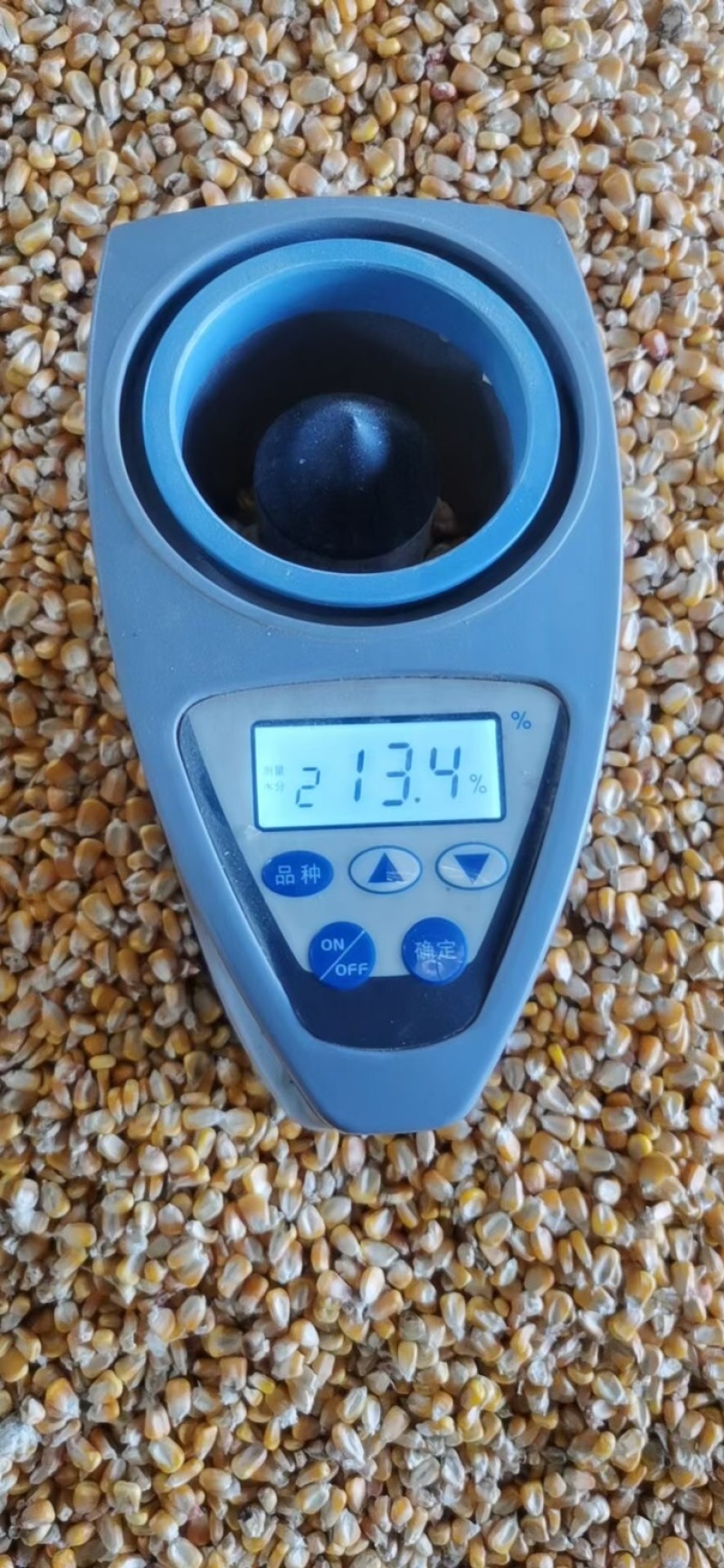 湖北玉米湿玉米干玉米大量有货保质保量