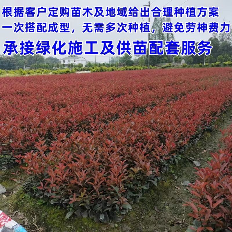 【推荐】红叶石楠苗大杯小杯火焰红金森女贞苗园林绿化