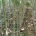【清地处理】4至5公分杜仲树苗低价处理