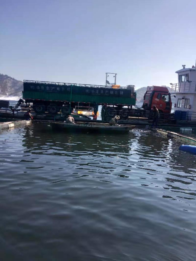 鸭绿江淡水鱼无污染纯绿色