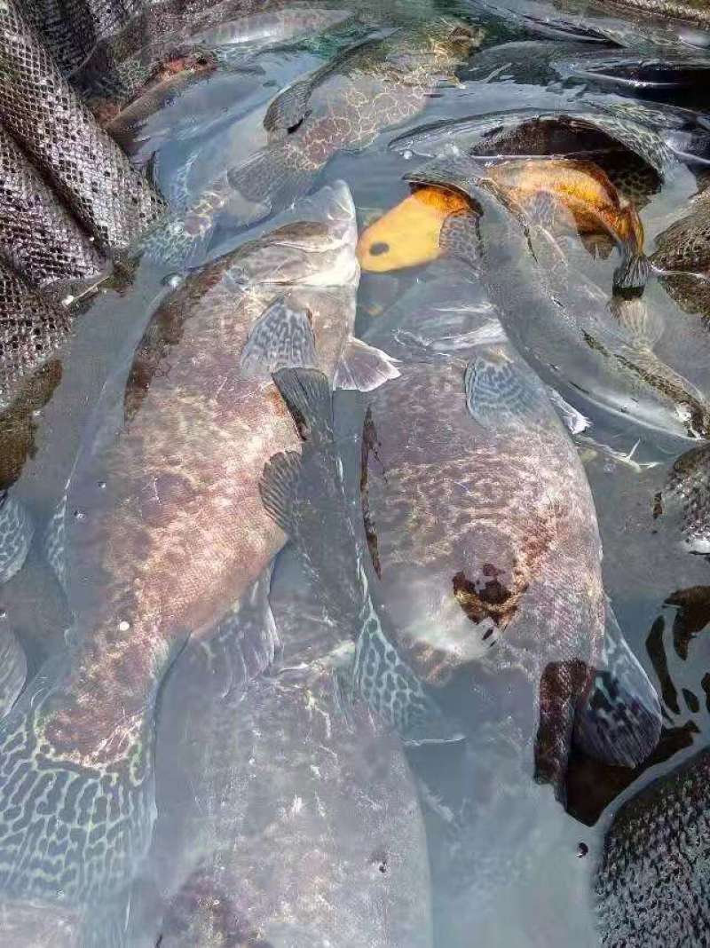 鸭绿江淡水鱼无污染纯绿色
