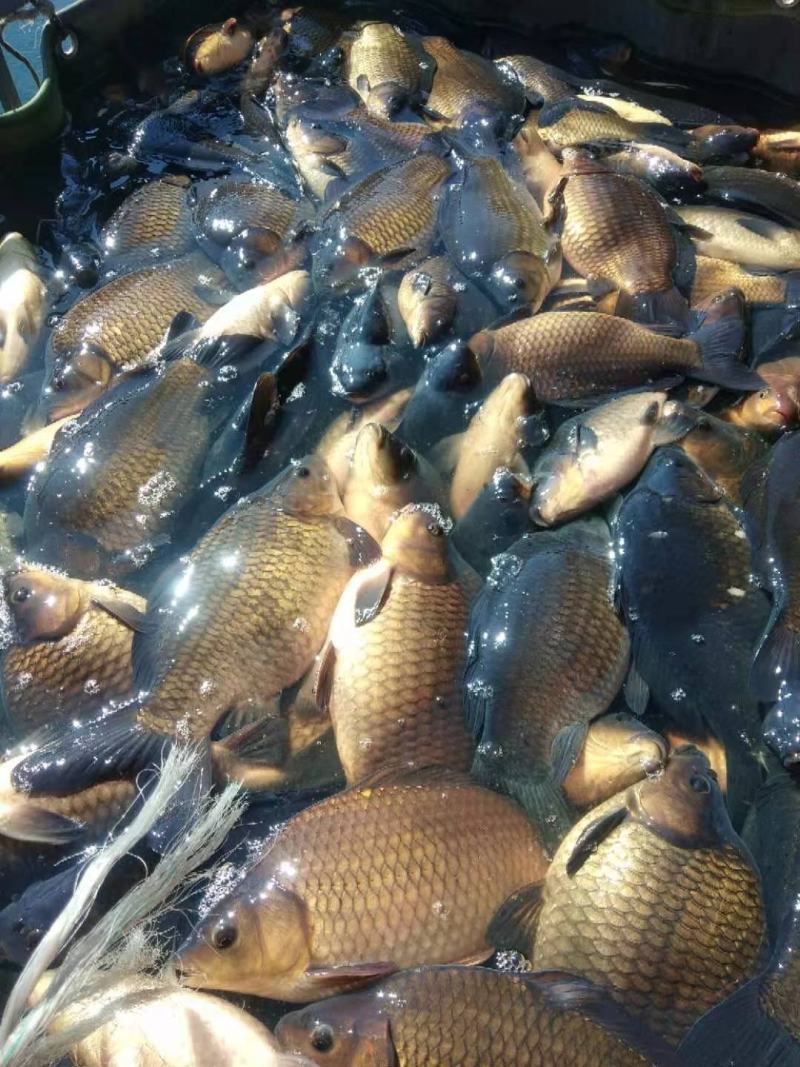 鸭绿江淡水鱼无污染纯绿色