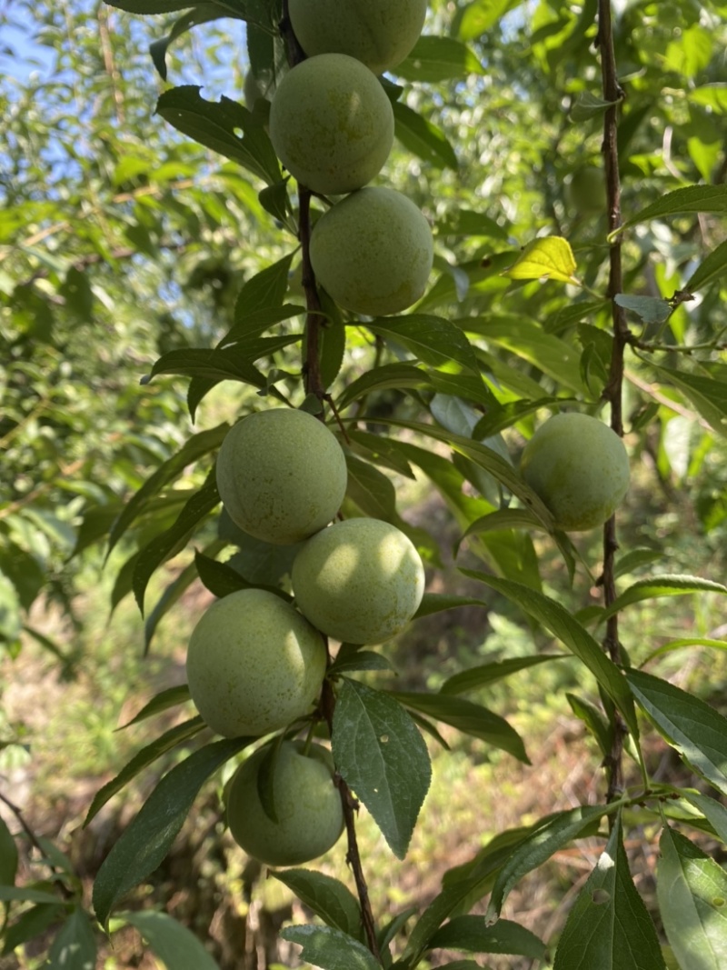 青脆李大量上市，看清价格