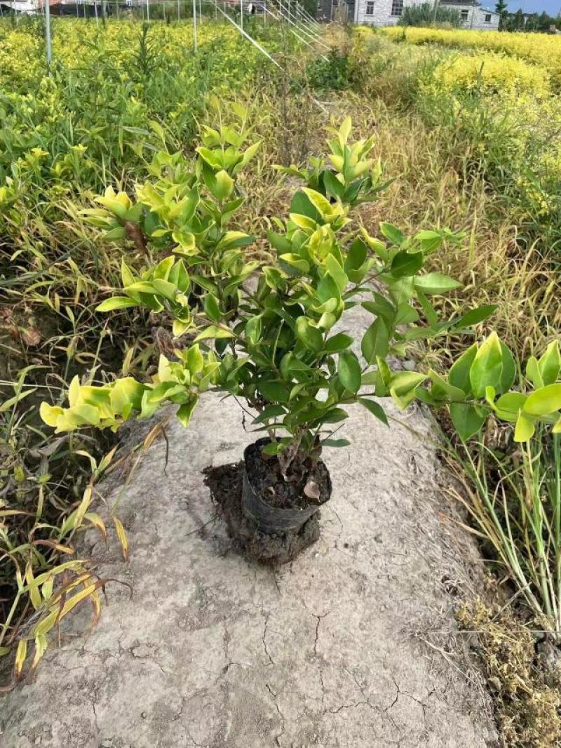 【推荐】红叶石楠苗大杯小杯火焰红金森女贞苗园林绿化