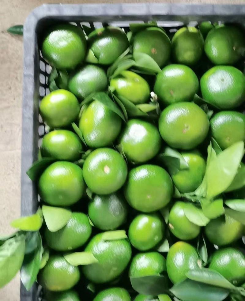湖南省东江湖精品蜜桔，特早蜜桔，柑橘类，全国发货