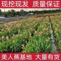 【推荐】美人蕉水生美人蕉盆栽植物阳台室外庭院水生植物