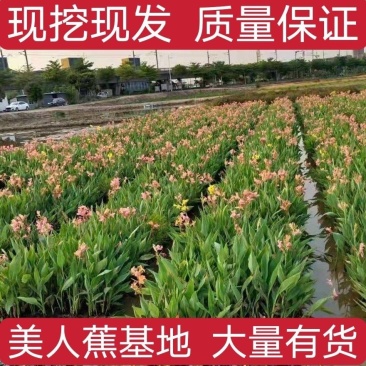 【推荐】美人蕉水生美人蕉盆栽植物阳台室外庭院水生植物