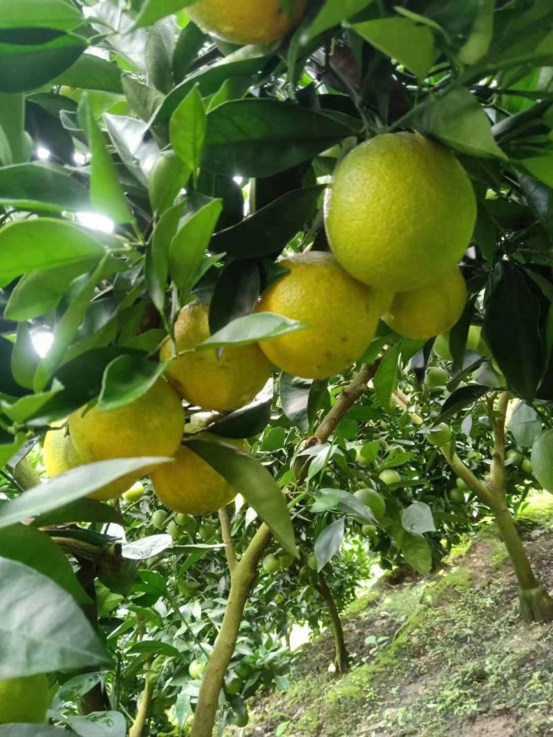 云南冰糖橙