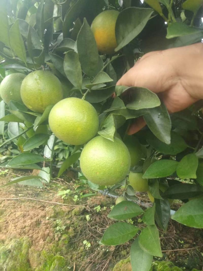 云南冰糖橙