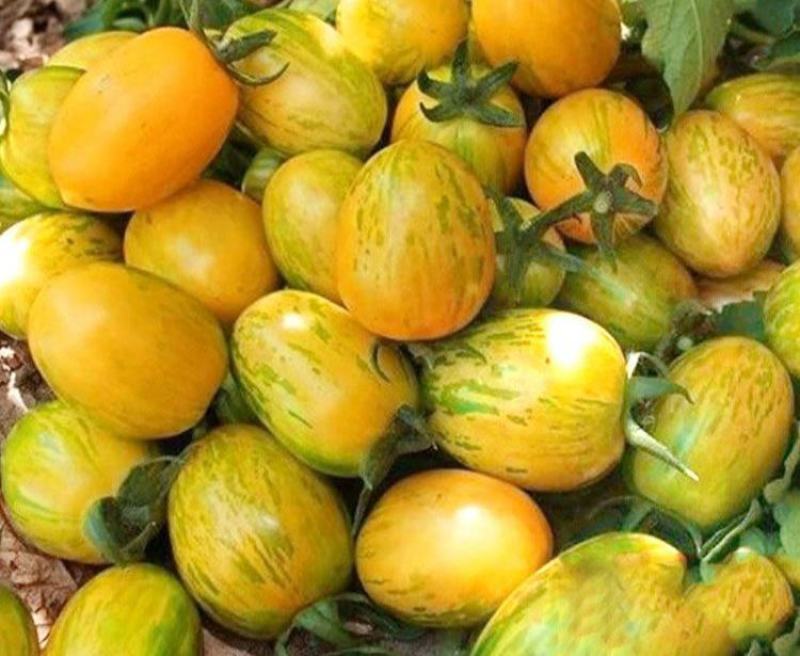 珑彩2号黄金果种子抗病早熟无限生长型肉厚籽少香甜清新番茄