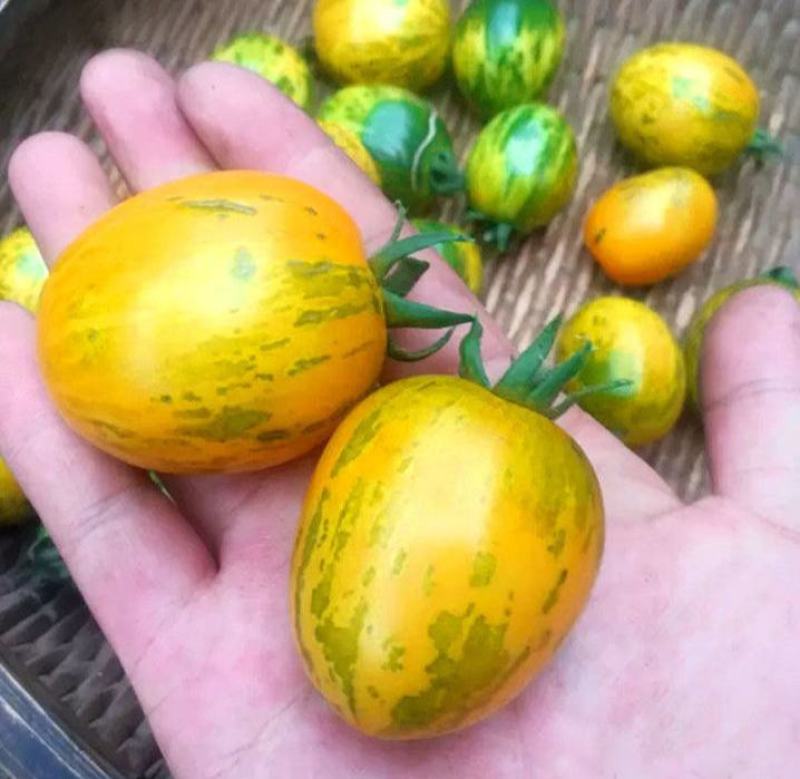 珑彩2号黄金果种子抗病早熟无限生长型肉厚籽少香甜清新番茄