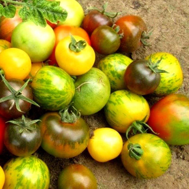 珑彩2号黄金果种子抗病早熟无限生长型肉厚籽少香甜清新番茄