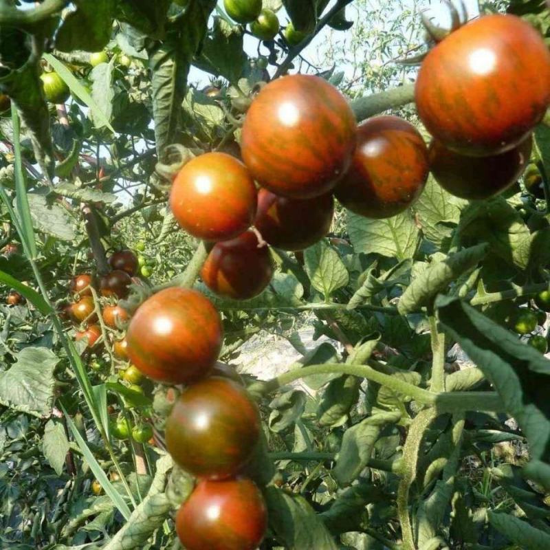 珑彩2号黄金果种子抗病早熟无限生长型肉厚籽少香甜清新番茄