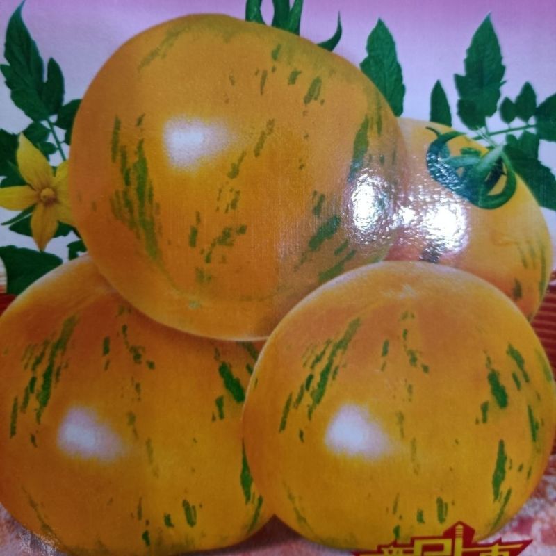 珑彩2号黄金果种子抗病早熟无限生长型肉厚籽少香甜清新番茄