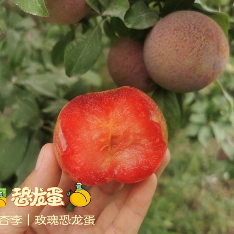 新疆杏李-玫瑰恐龙蛋，新疆玫瑰恐龙蛋基地直飞全国，专注品