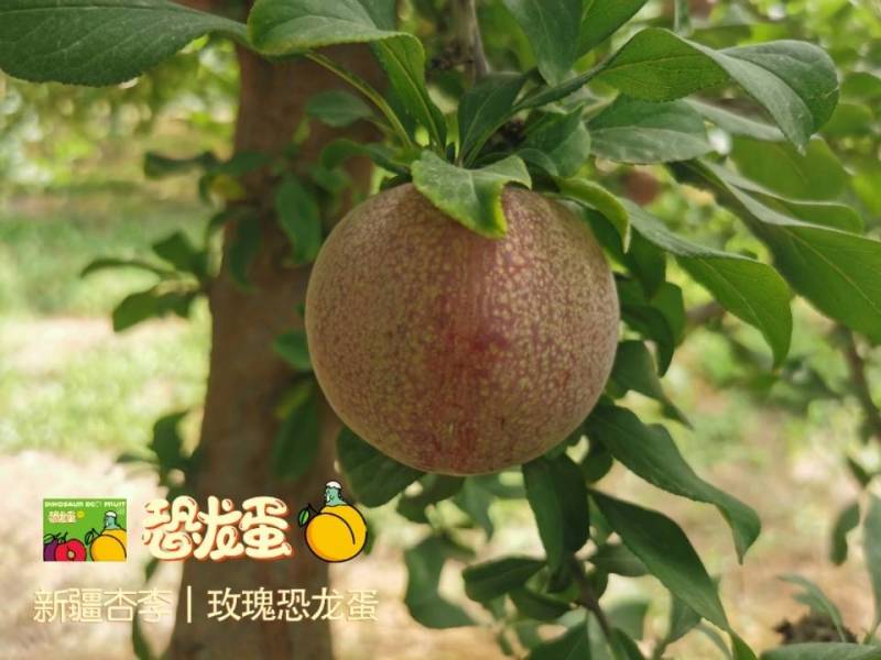 新疆杏李-玫瑰恐龙蛋，新疆玫瑰恐龙蛋基地直飞全国，专注品