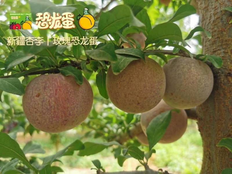 新疆杏李-玫瑰恐龙蛋，新疆玫瑰恐龙蛋基地直飞全国，专注品