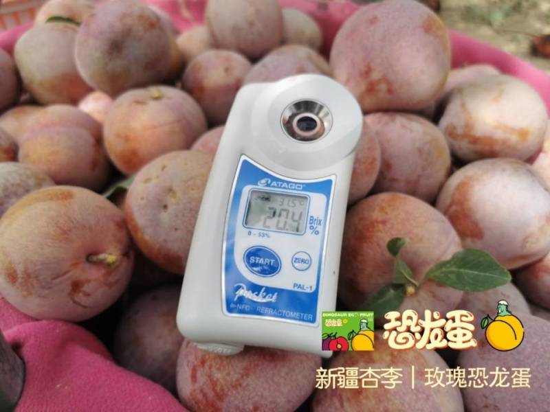新疆杏李-玫瑰恐龙蛋，新疆玫瑰恐龙蛋基地直飞全国，专注品