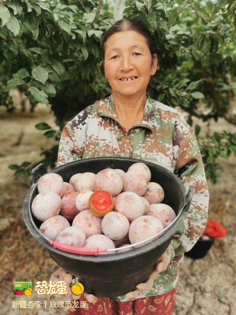 新疆杏李-玫瑰恐龙蛋，新疆玫瑰恐龙蛋基地直飞全国，专注品
