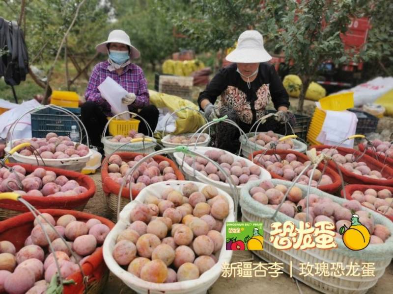 新疆杏李-玫瑰恐龙蛋，新疆玫瑰恐龙蛋基地直飞全国，专注品