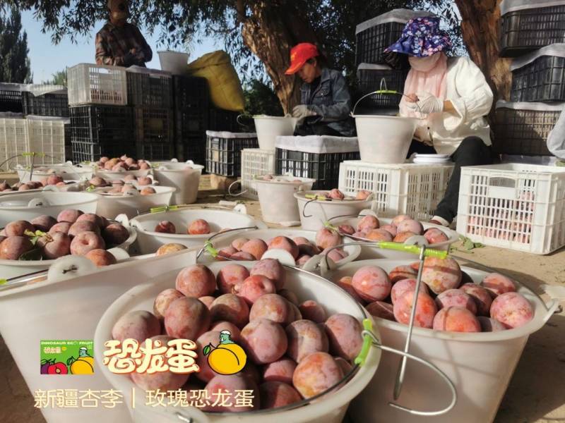 新疆杏李-玫瑰恐龙蛋，新疆玫瑰恐龙蛋基地直飞全国，专注品