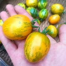 珑彩2号黄金果种子抗病早熟无限生长型肉厚籽少香甜清新番茄