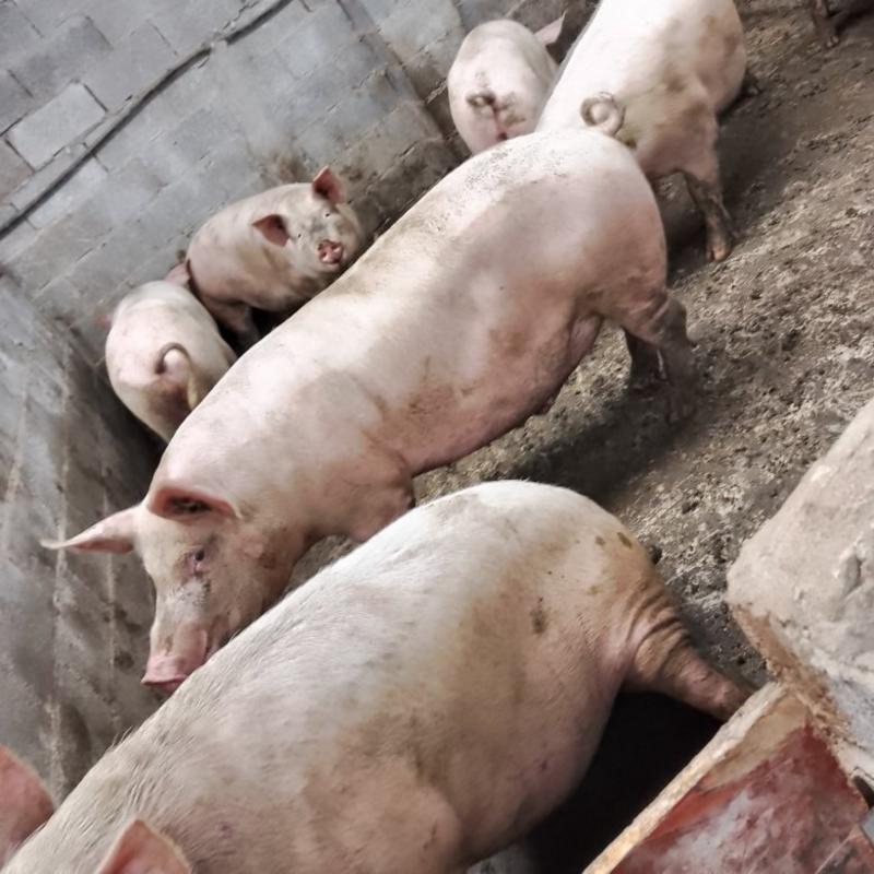 贵州毕节威宁农户散养喂熟食肥猪，母猪，标猪出售