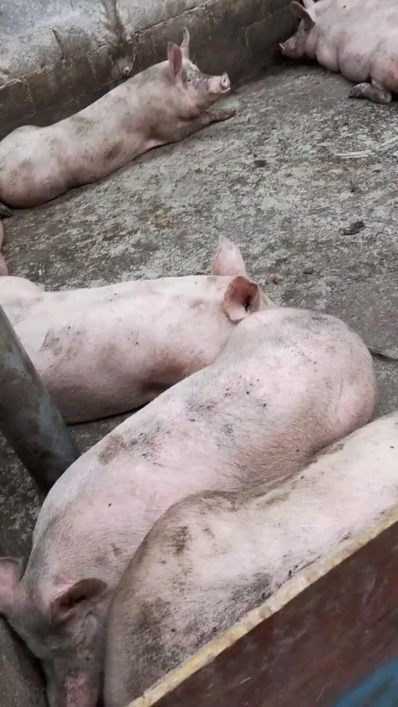 贵州毕节威宁农户散养喂熟食肥猪，母猪，标猪出售