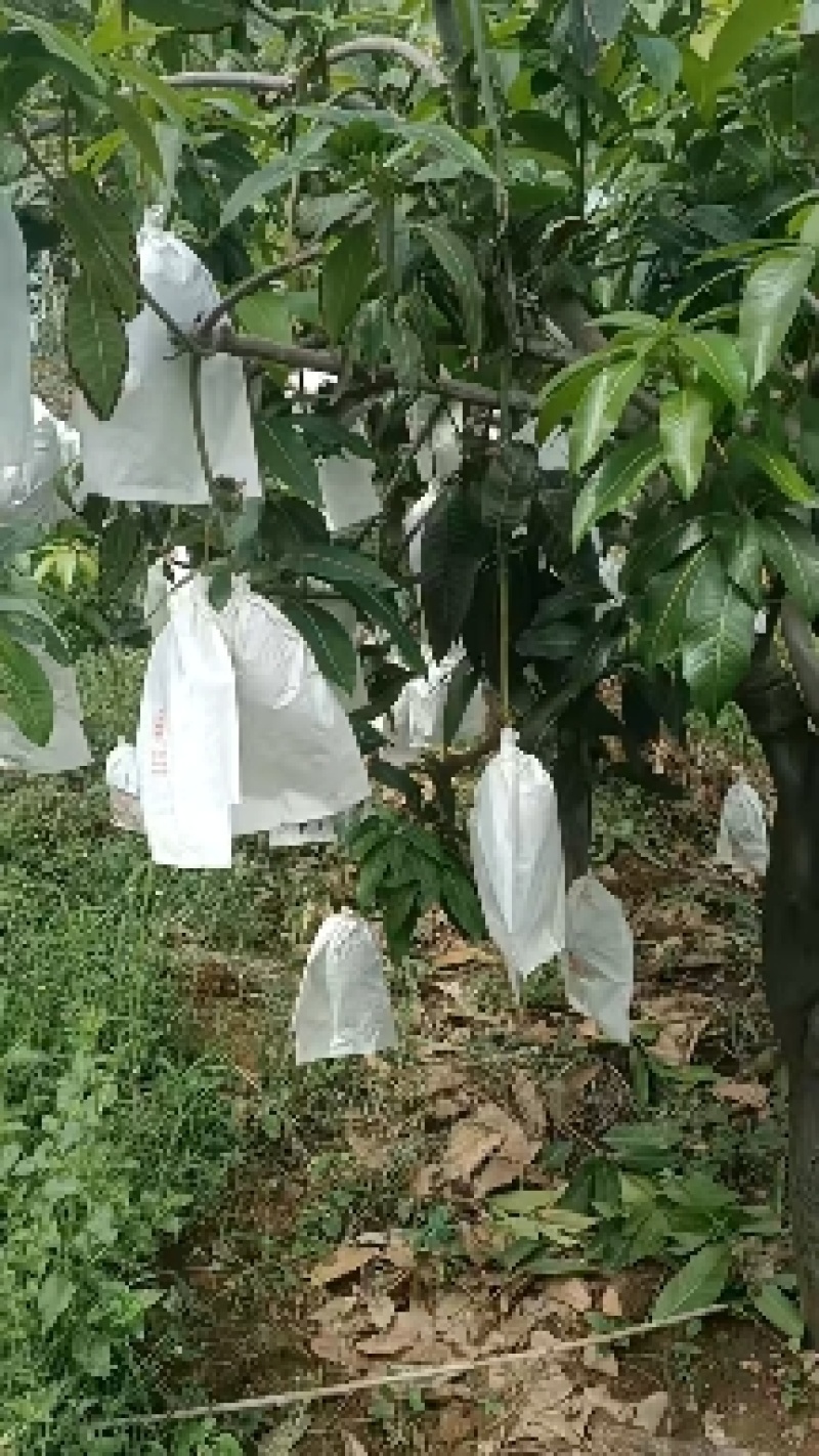攀枝花凯特芒净8.5斤装