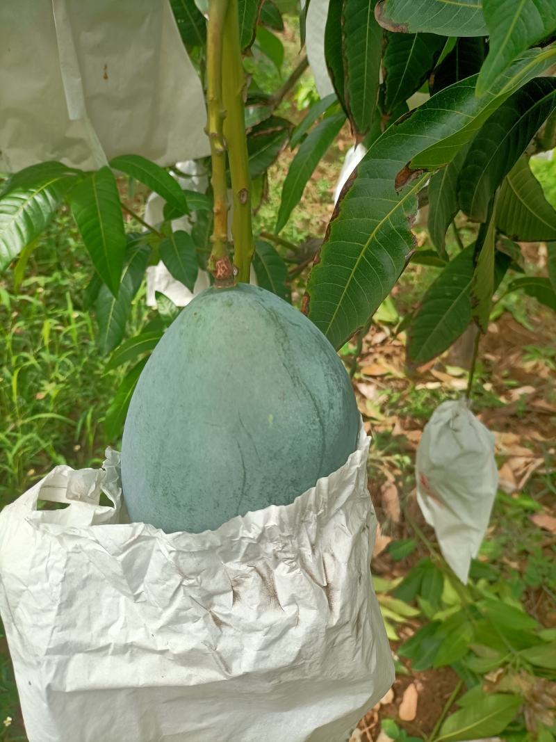 攀枝花凯特芒净8.5斤装