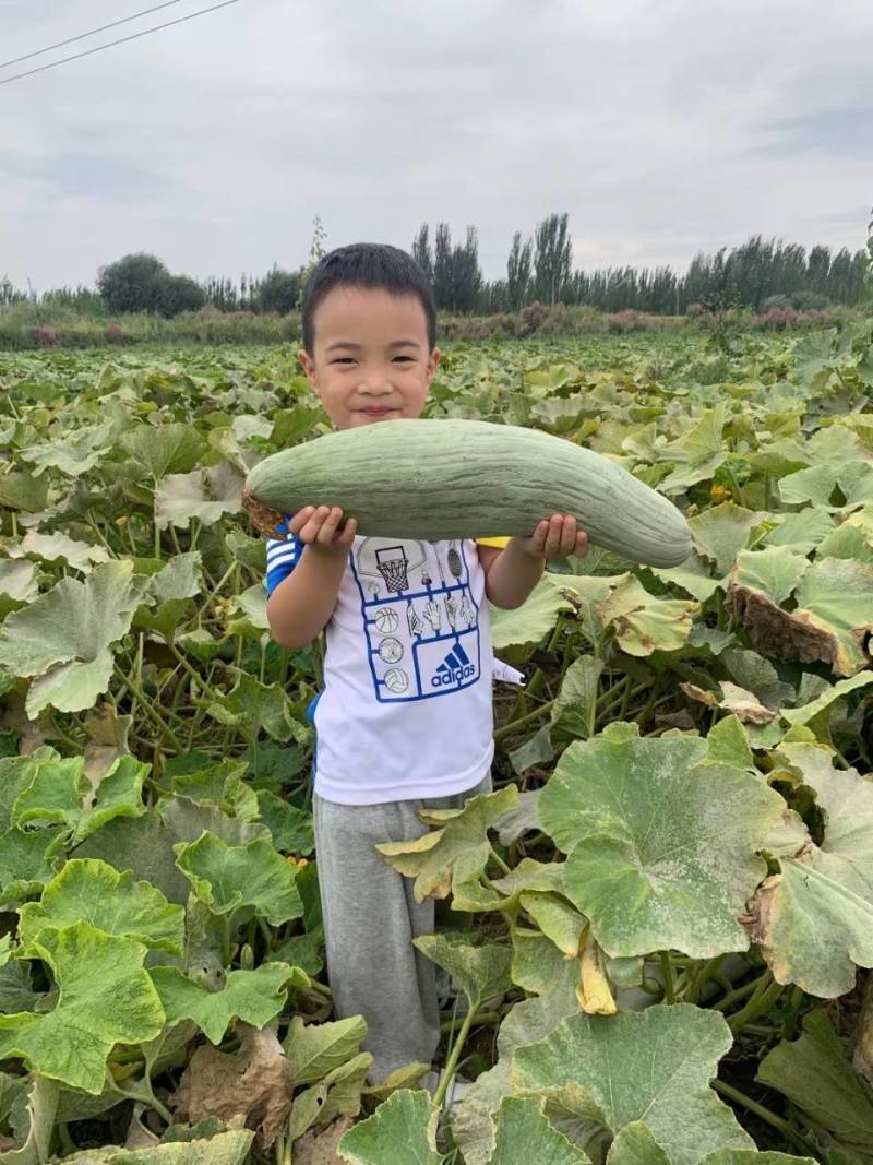 贵族南瓜，阿克苏贵族南瓜基地直发全国，专注品质。