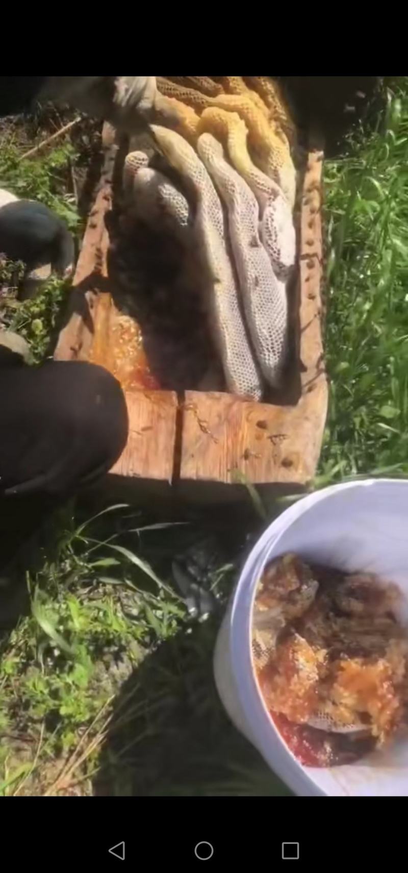 深山土蜂蜜热销中，正宗土蜂蜜