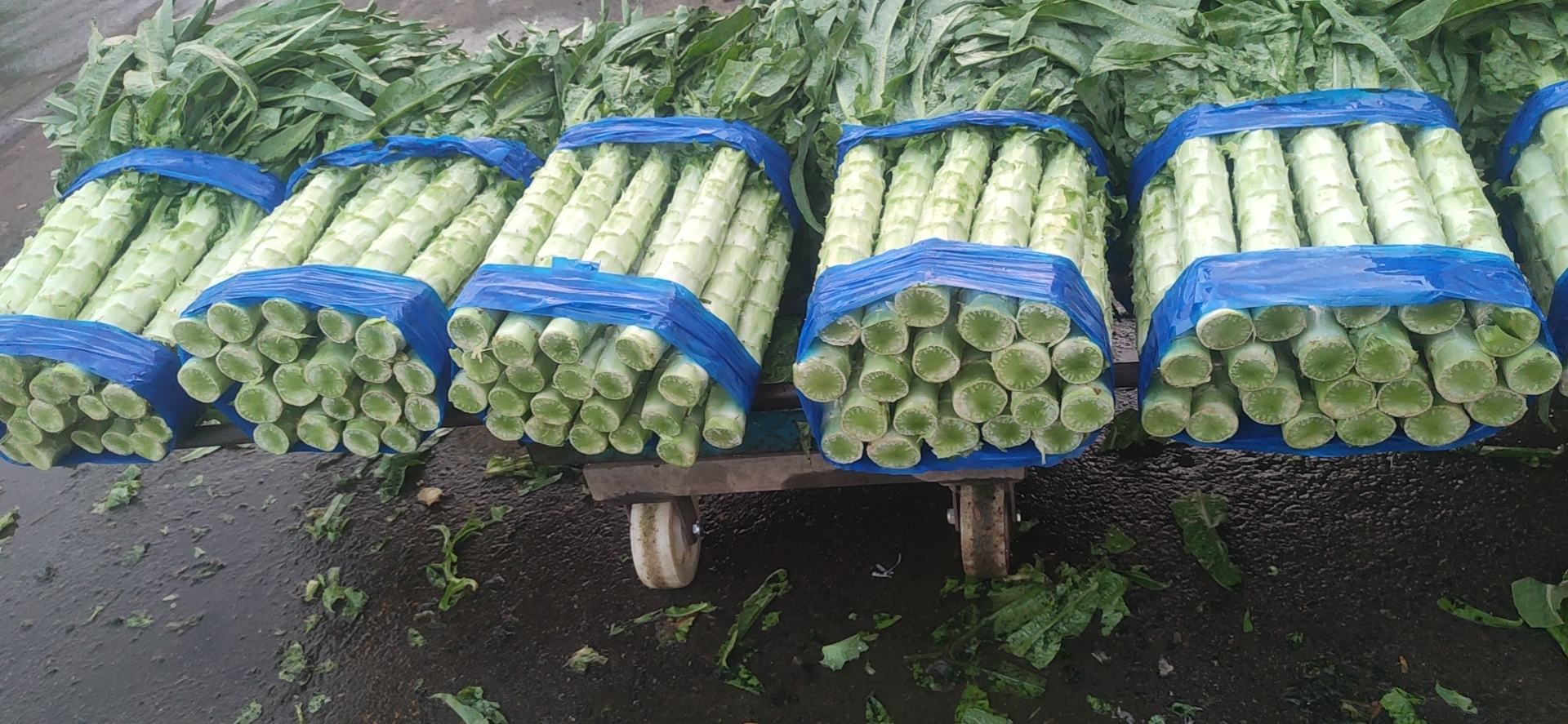 展示一颗完整的结球莴苣,叶片紧密包裹成球状,颜色翠绿,表面光滑 结球莴苣整体外观