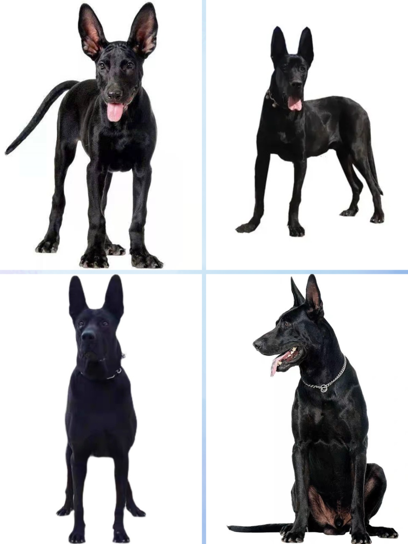 纯种黑狼犬幼犬看家护院犬中华墨界黑狼活体大型犬护卫犬黑色