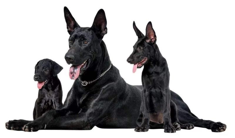 纯种黑狼犬幼犬看家护院犬中华墨界黑狼活体大型犬护卫犬黑色