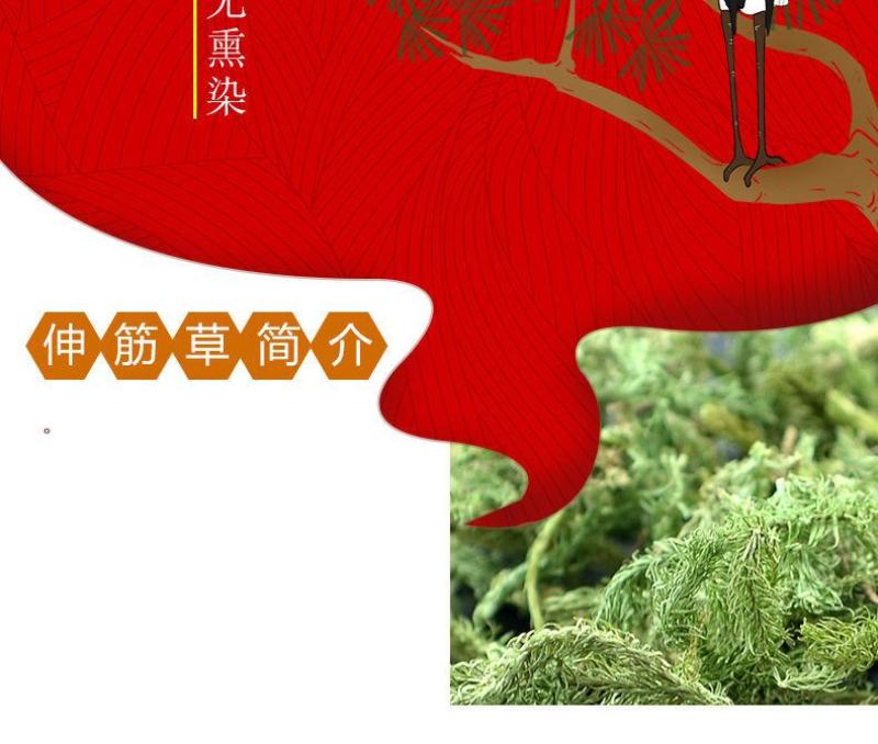 伸筋草，贵州天然野生