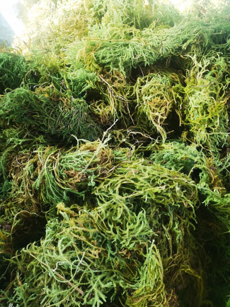 伸筋草，贵州天然野生