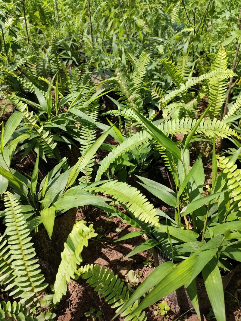淡竹叶杯苗园林绿化基地常年大量提供淡竹叶苗