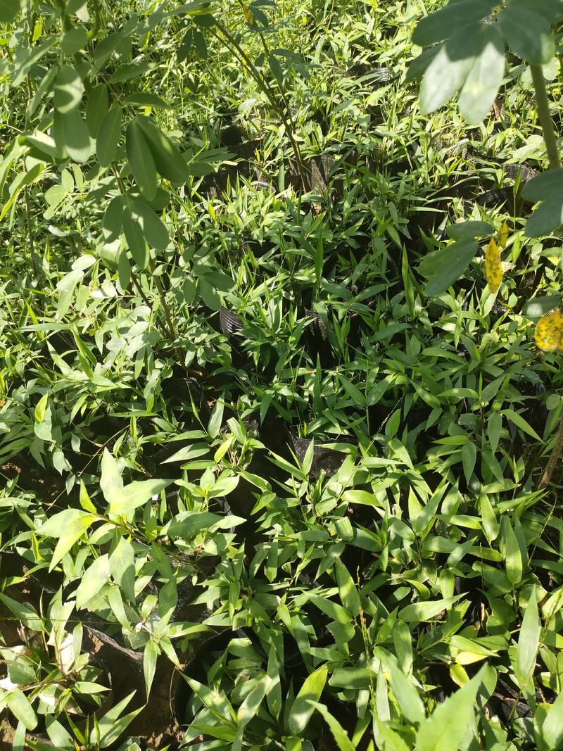淡竹叶杯苗园林绿化基地常年大量提供淡竹叶苗
