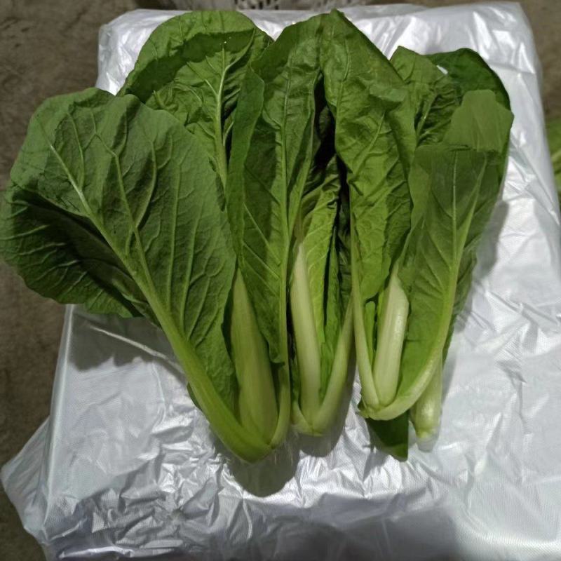 精品小白菜价格美丽长期供货