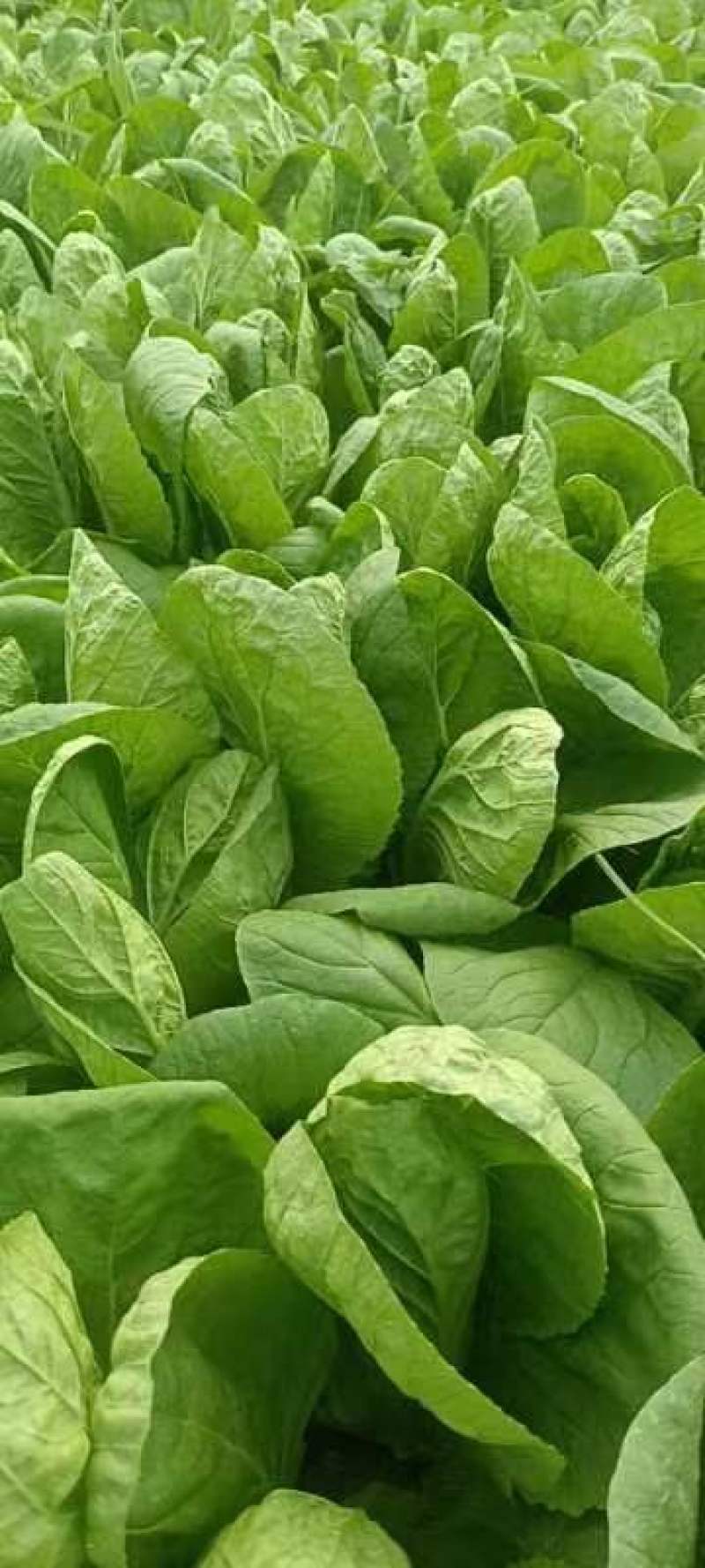 精品小白菜价格美丽长期供货