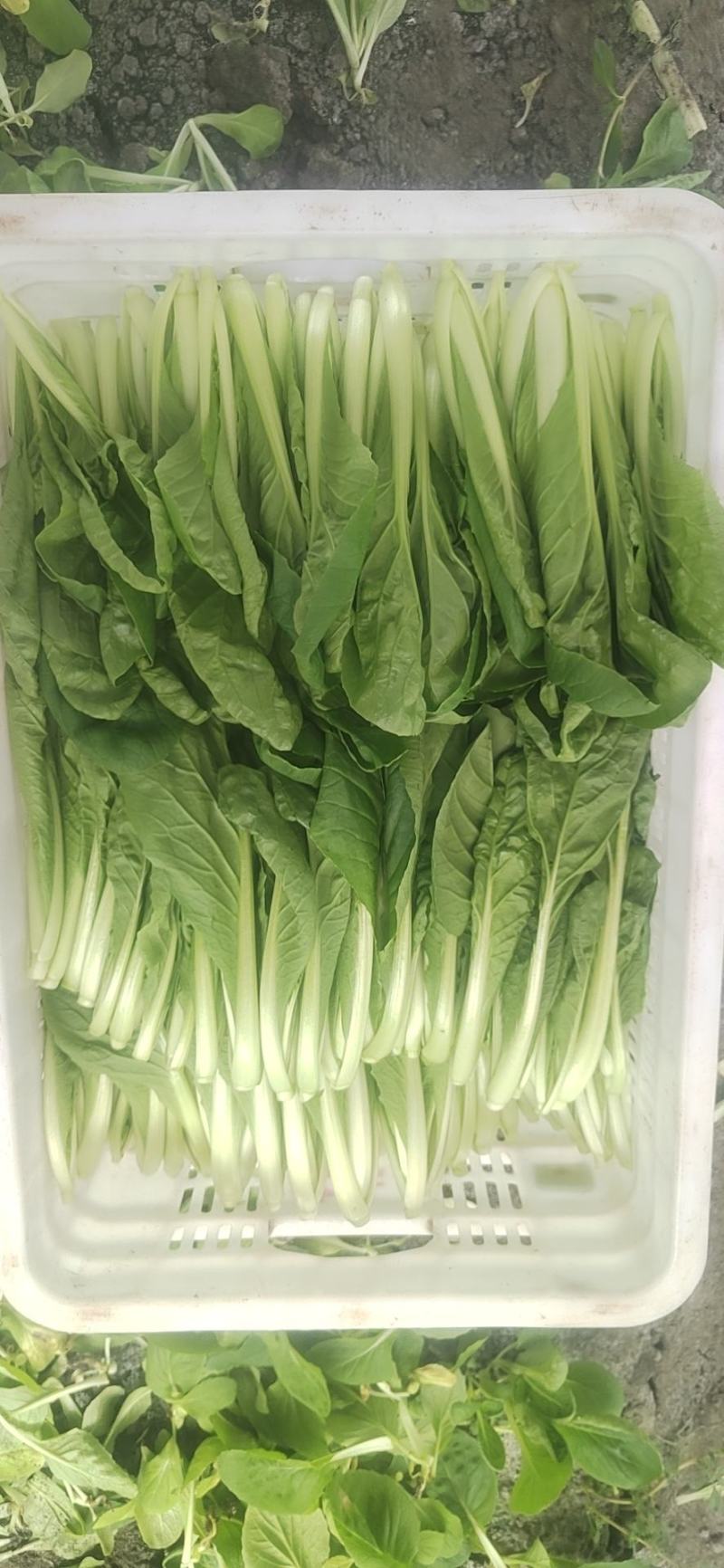 精品小白菜价格美丽长期供货