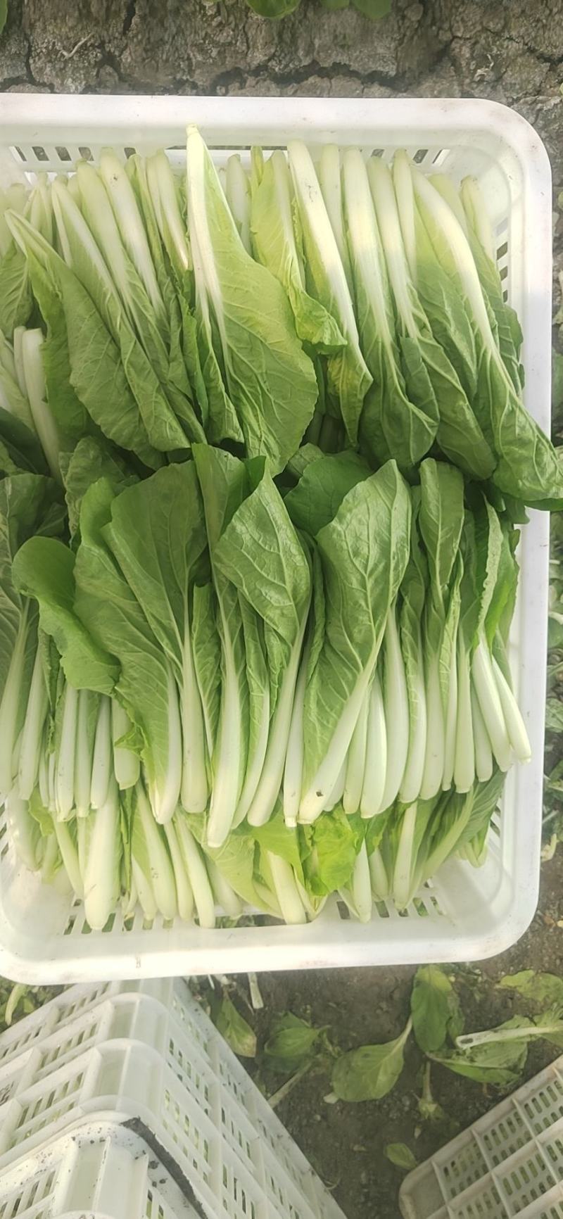 精品小白菜价格美丽长期供货