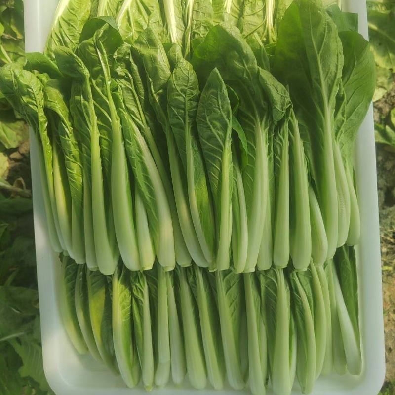 精品小白菜价格美丽长期供货