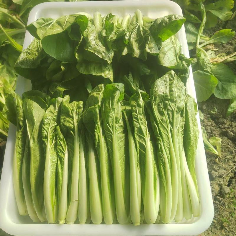 精品小白菜价格美丽长期供货