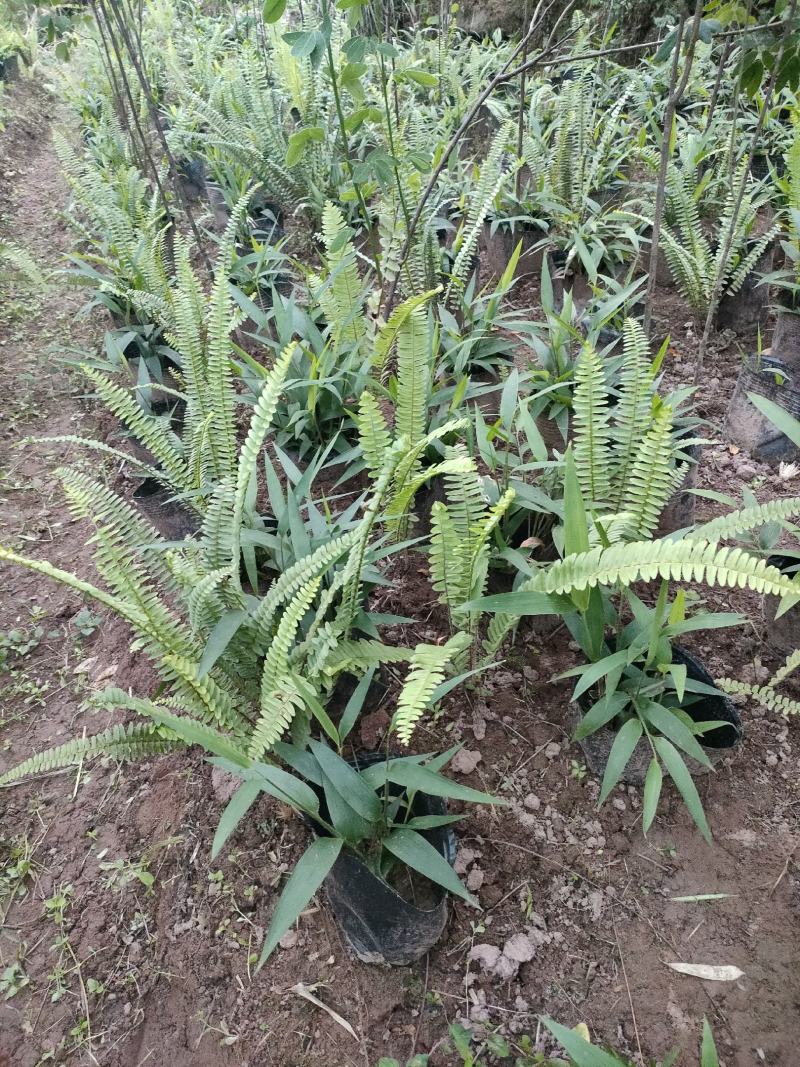 淡竹叶杯苗淡竹叶种苗淡竹叶绿化苗淡竹叶苗