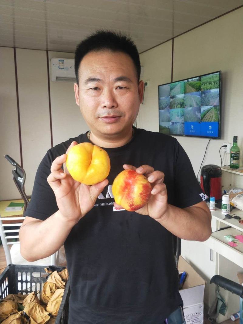 黄金蟠桃树苗，蟠桃新品种，毛蟠1号，厂家直销