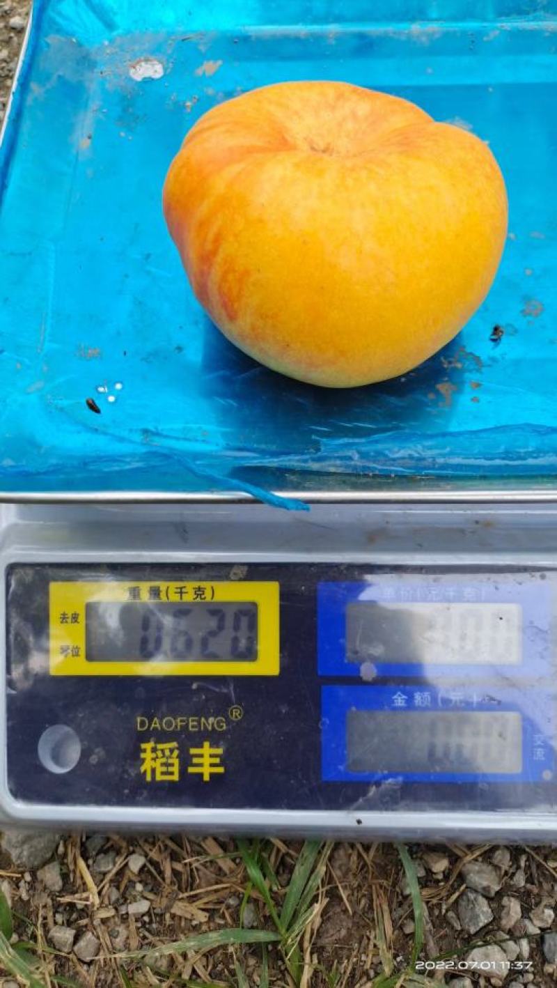 黄金蟠桃树苗，蟠桃新品种，毛蟠1号，厂家直销